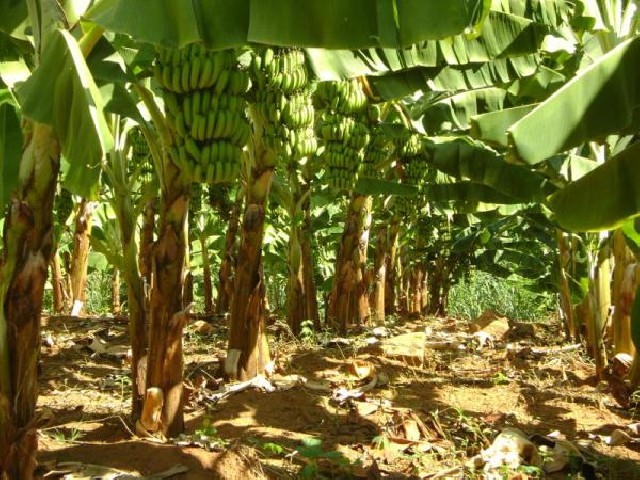 Foto 1 - Escritrio de vendas de banana direto do produtor